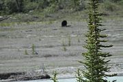49 - Banff to Icefields - IMG_0969